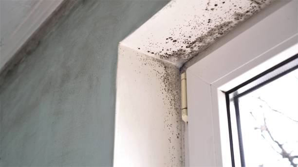 Best Post-Remediation Services in Collierville, TN