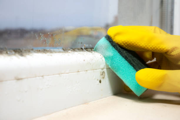 Best Attic Mold Remediation in Collierville, TN