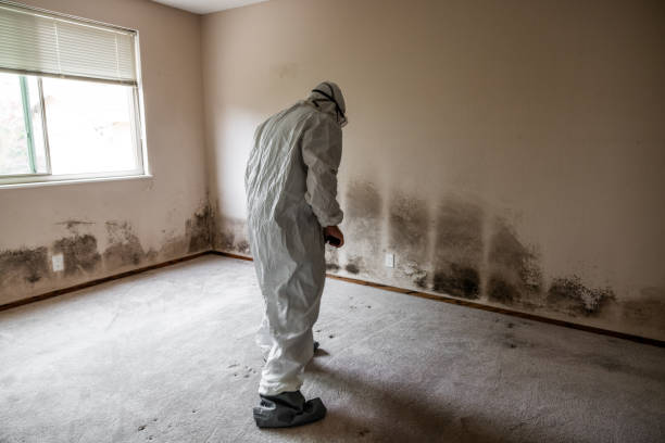 Best Basement Mold Remediation in Collierville, TN