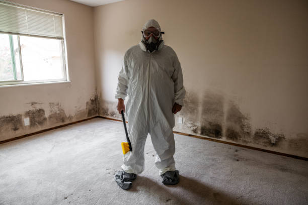 Best Emergency Mold Remediation in Collierville, TN